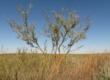 Astragalus arbuscula