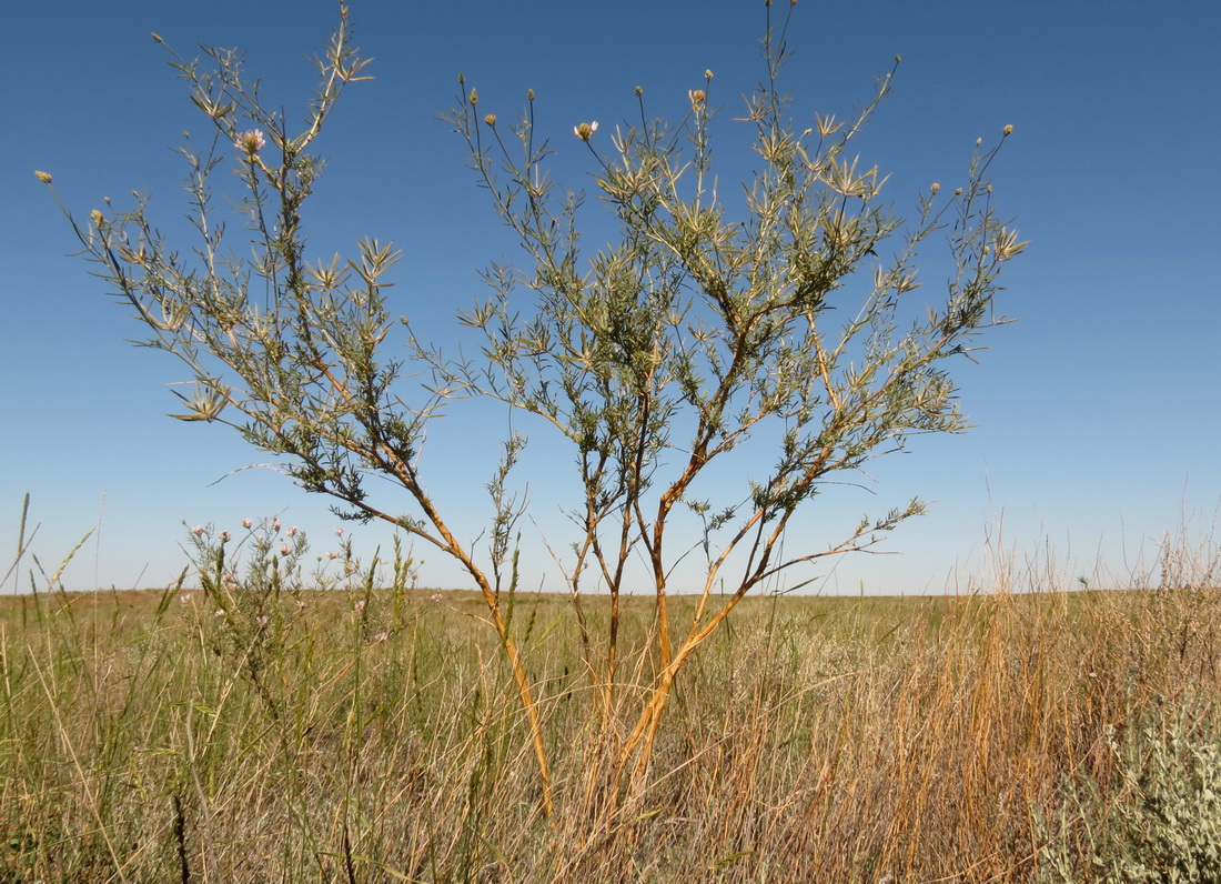 Изображение особи Astragalus arbuscula.