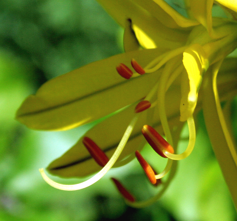 Image of Asphodeline lutea specimen.