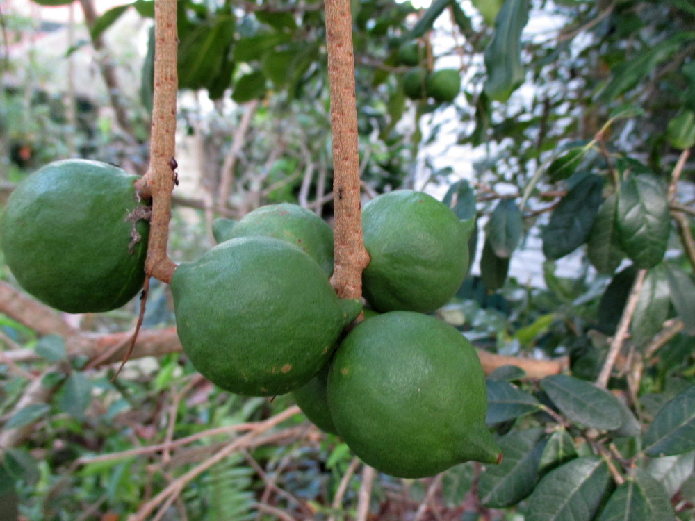 Image of Macadamia tetraphylla specimen.