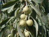 Elaeagnus littoralis. Часть ветви с незрелыми плодами. Казахстан, г. Байконур, в озеленении. 15.08.2009.