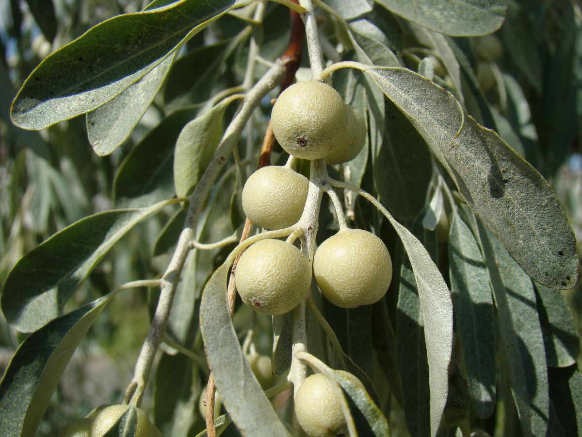 Image of Elaeagnus littoralis specimen.