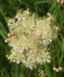 Filipendula vulgaris