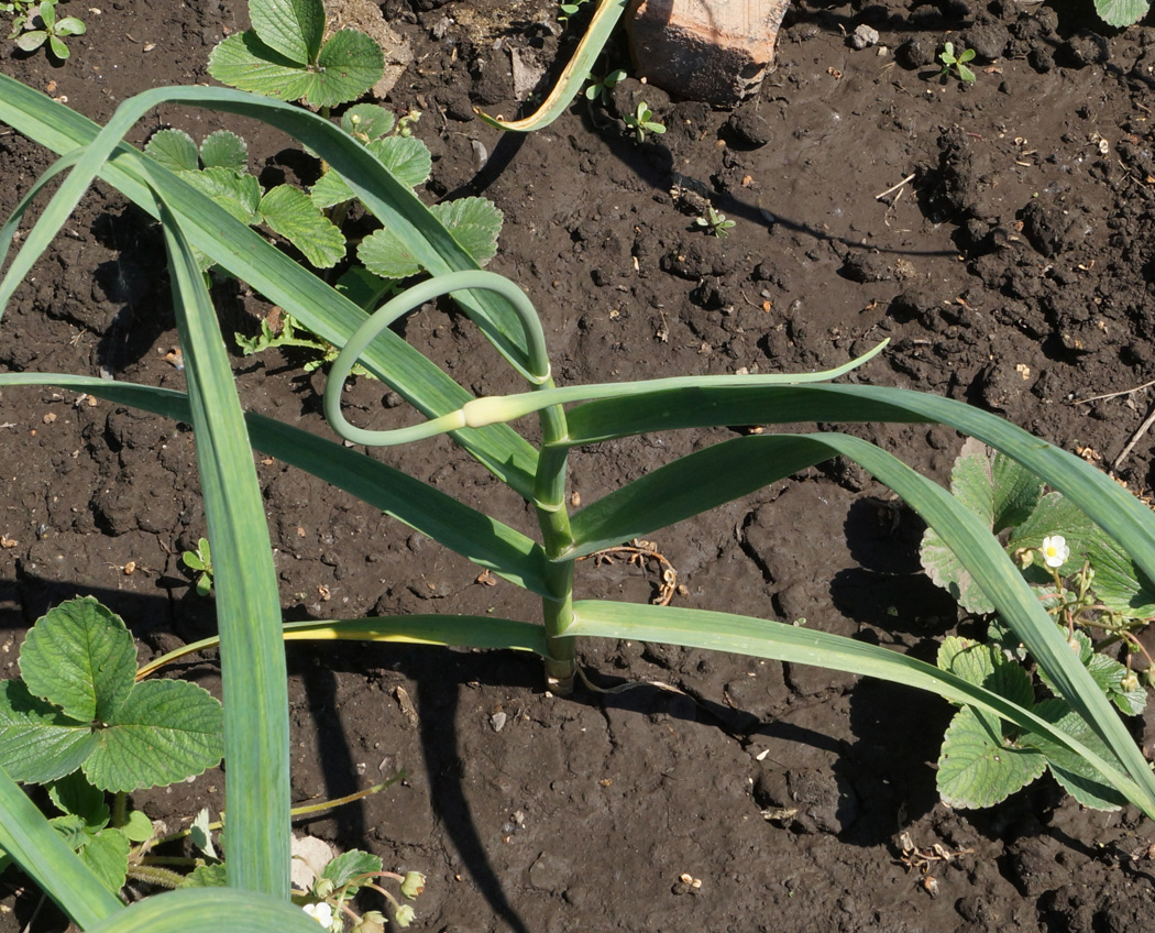 Image of Allium sativum specimen.