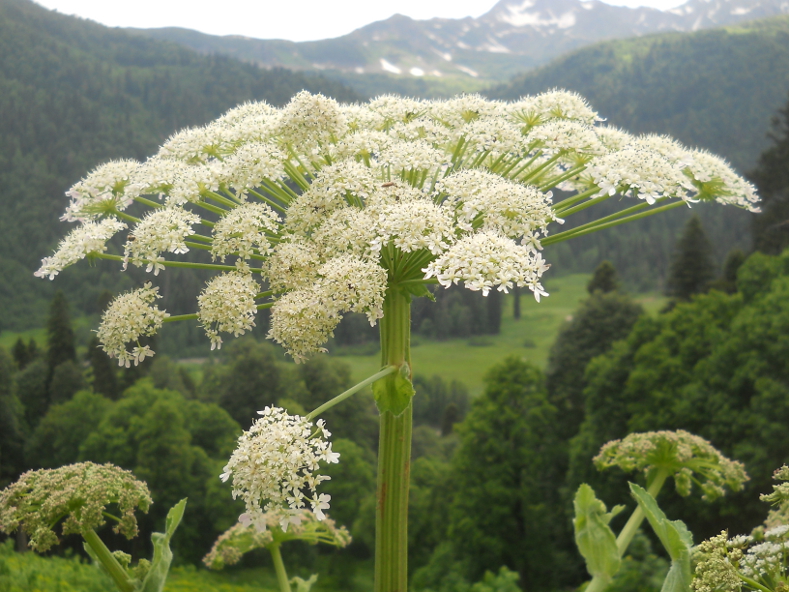 Изображение особи Heracleum scabrum.