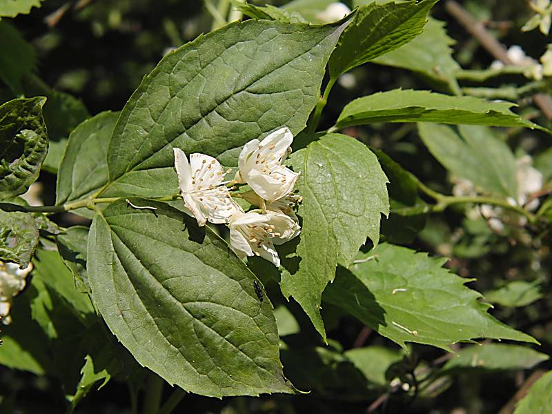 Изображение особи Philadelphus coronarius.