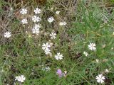 Lychnis sibirica