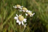 Achillea ptarmica. Соцветия. Новгородская обл., Боровичский р-н, ок. 1 км восточнее дер. Селино, луг. 25.07.2015.