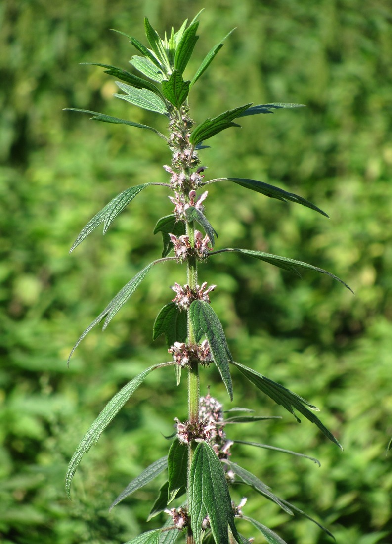 Изображение особи Leonurus quinquelobatus.