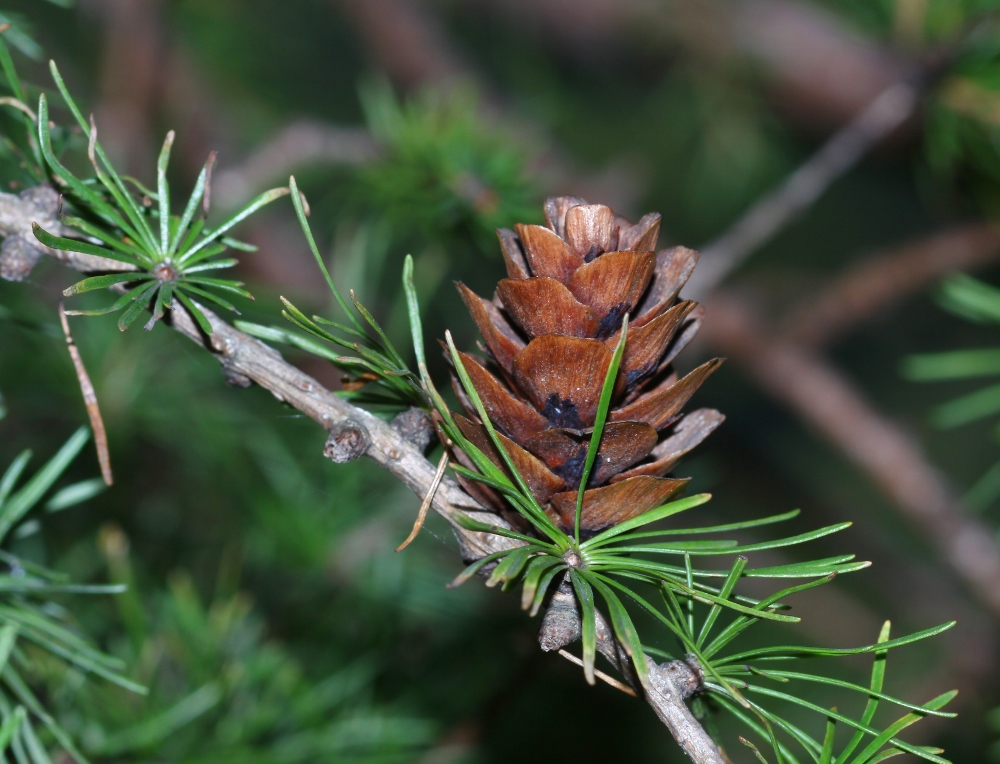 Изображение особи Larix olgensis.