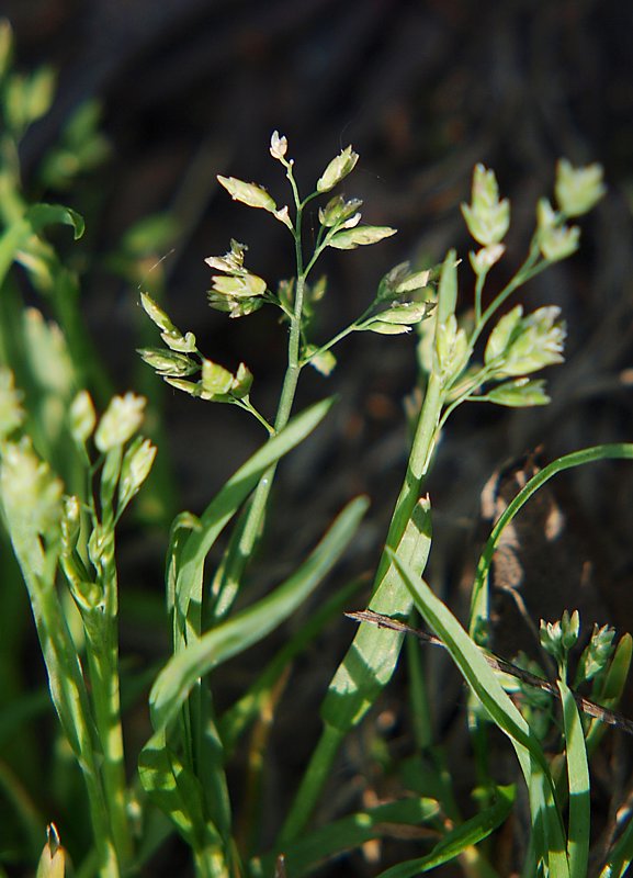 Image of Poa annua specimen.