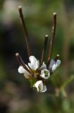 Cardamine hirsuta