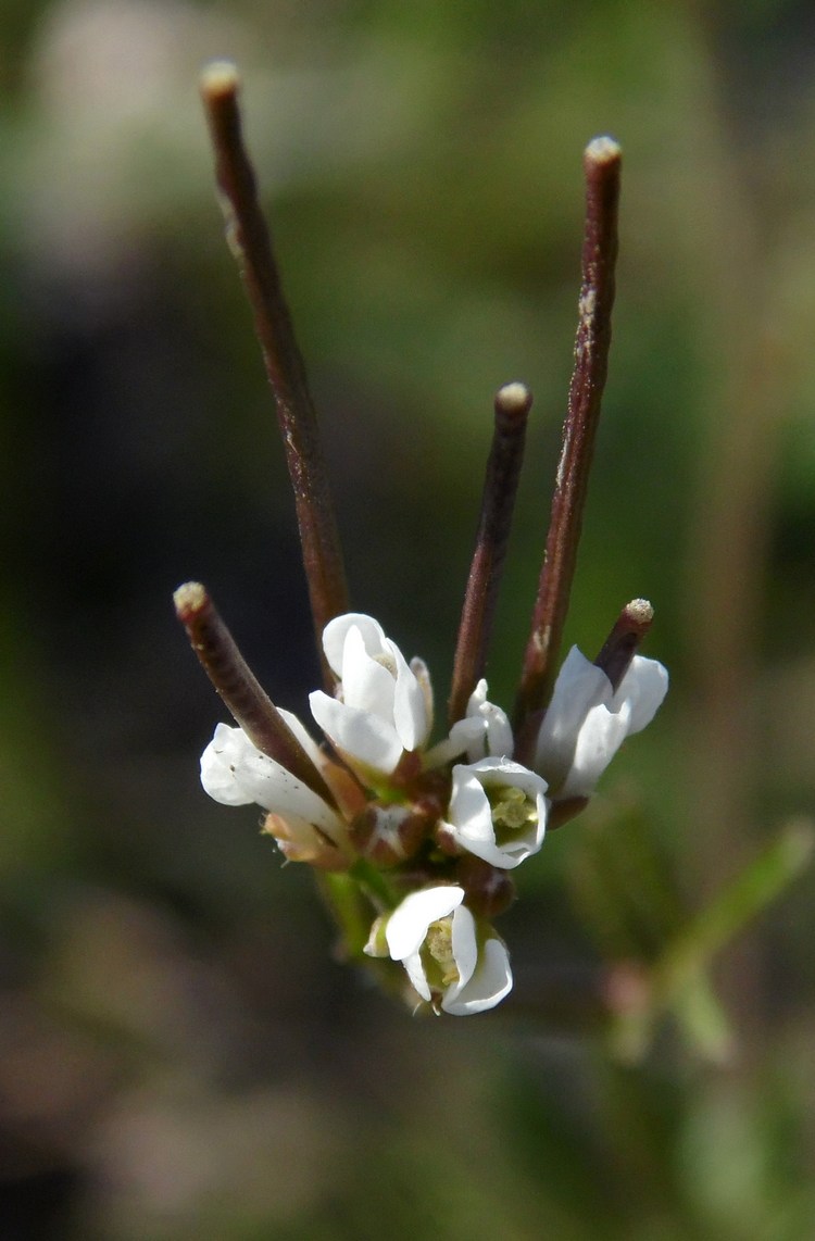 Изображение особи Cardamine hirsuta.