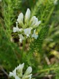 Oxytropis muricata. Соцветие. Иркутская обл., Ольхонский р-н, берег оз. Байкал, р-н метеоритного озера. 28.06.2014.