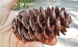genus Picea