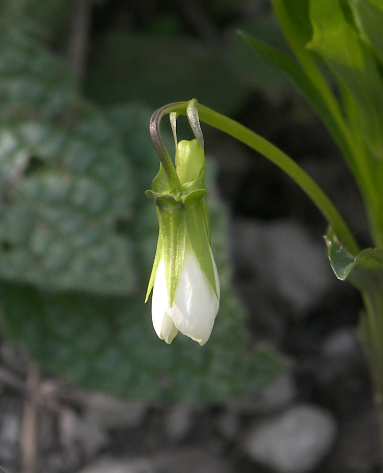 Image of Viola accrescens specimen.