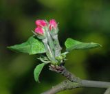 Image of taxon representative. Author is Виталий Гуменюк