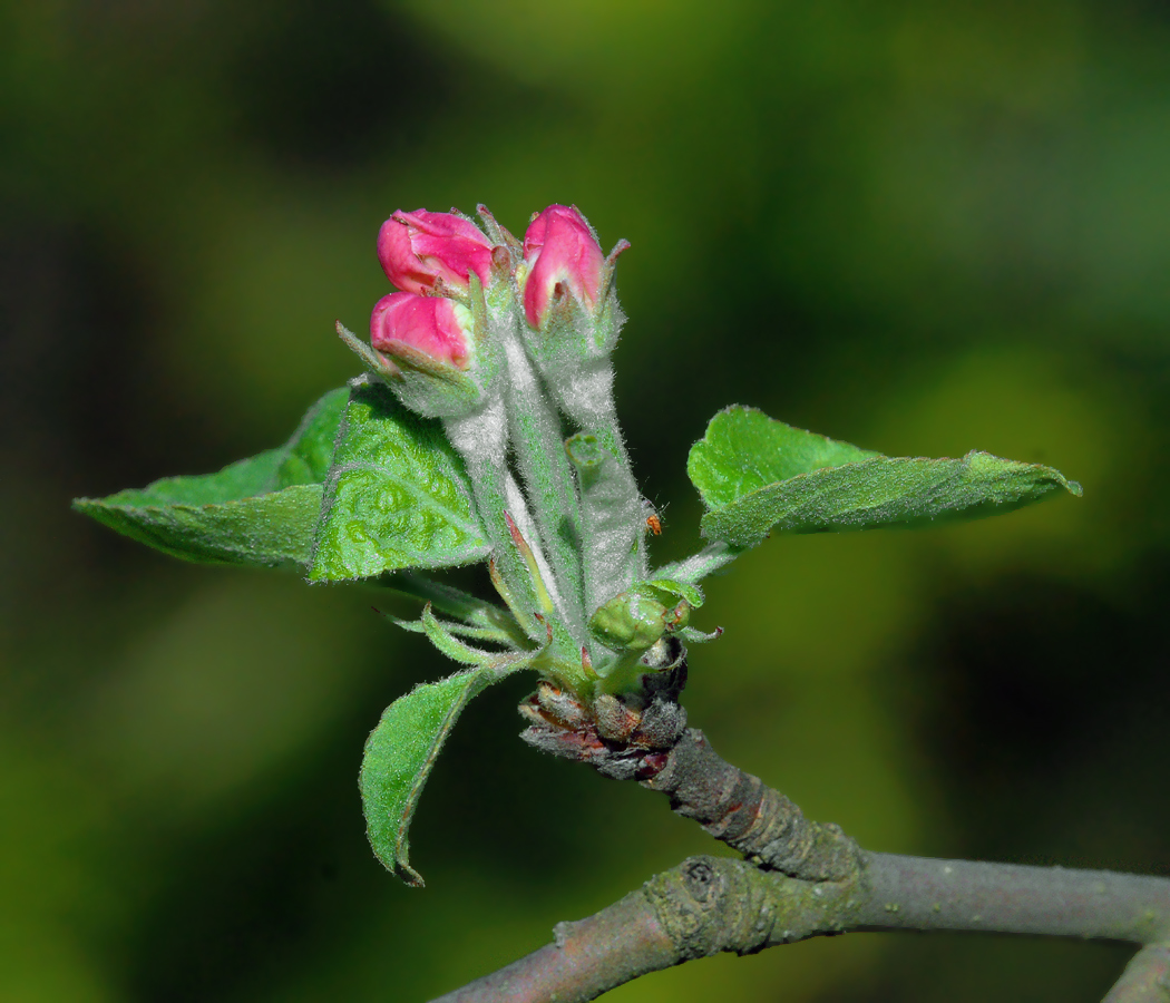 Изображение особи Malus domestica.