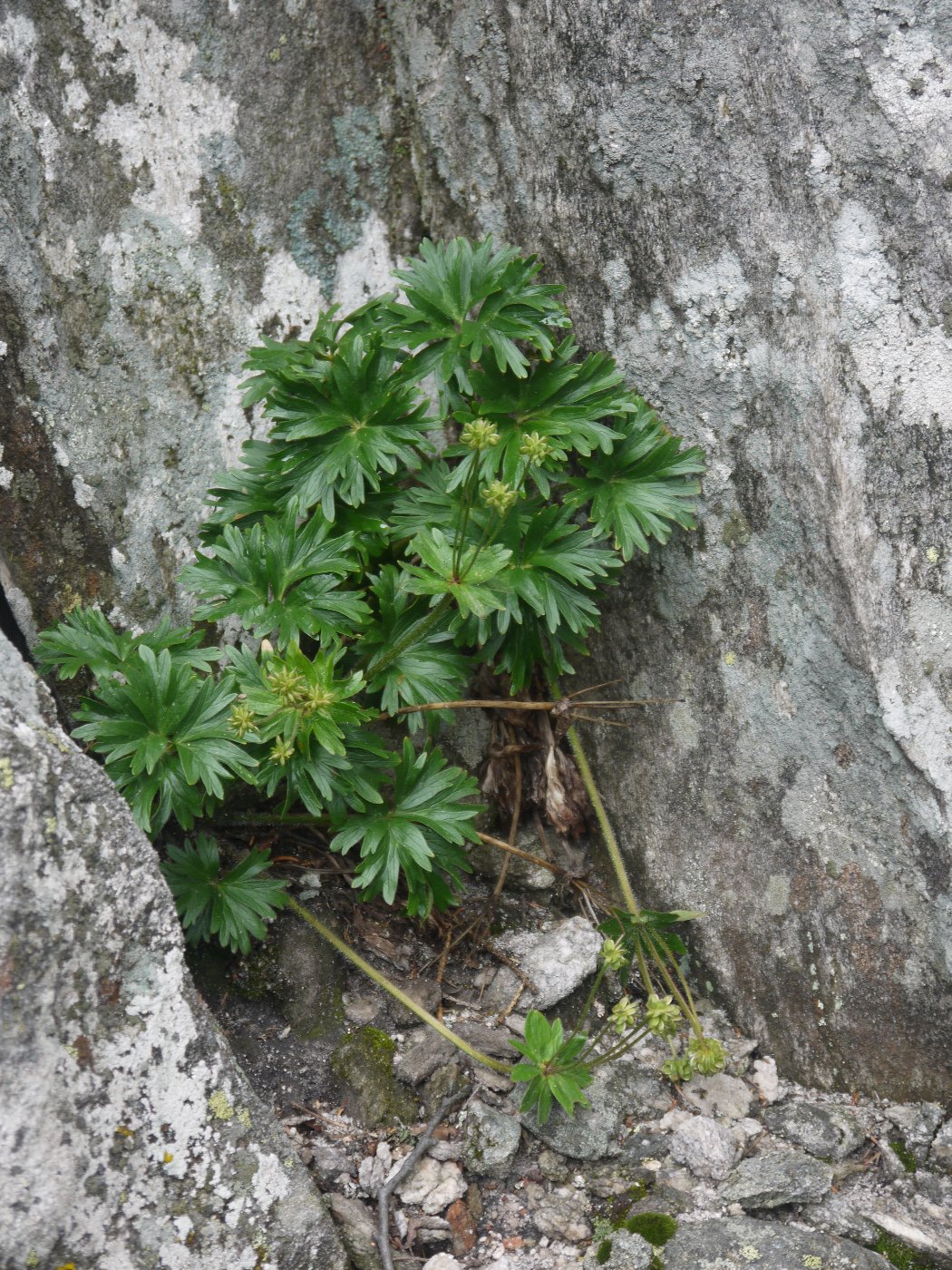 Изображение особи Anemonastrum biarmiense.