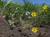 Potentilla caucasica. Побеги с цветками и бутонами. Краснодарский край, м/о г. Геленджик, хр. Маркотх, гора Мухины Поляны, ≈ 650 м н.у.м., горный луг. 21.05.2015.