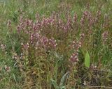 Odontites salinus. Цветущие растения. Крым, Арабатская стрелка, засоленная степь. 28 мая 2016 г.