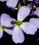 Hesperis matronalis