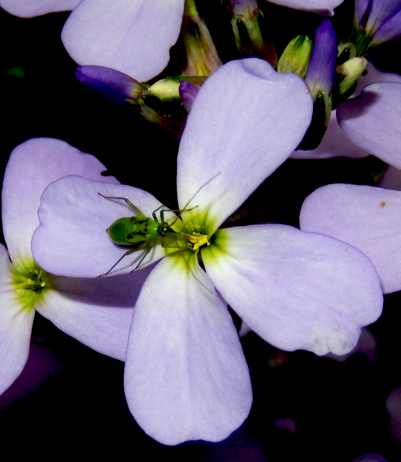 Image of Hesperis matronalis specimen.
