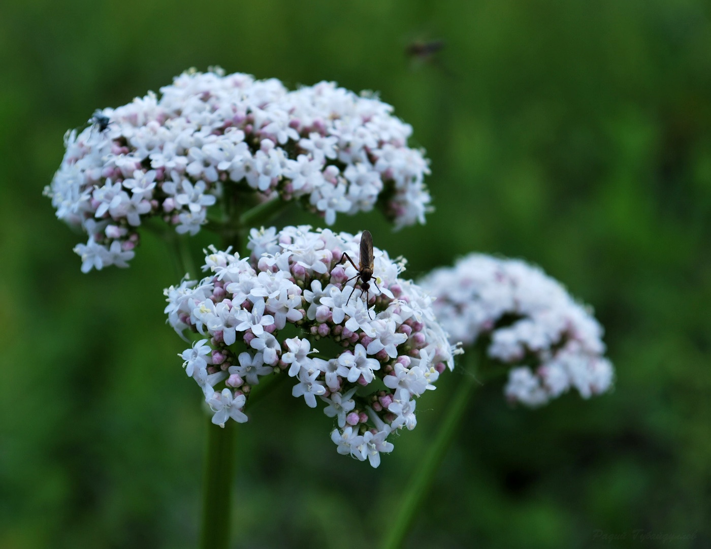 Изображение особи Valeriana rossica.