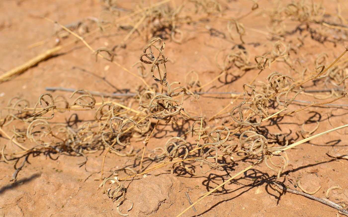 Image of Trigonella arcuata specimen.