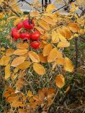 Rosa rugosa. Побег со зрелыми плодами и листьями в осенней окраске. Санкт-Петербург. 11 ноября 2009 г.