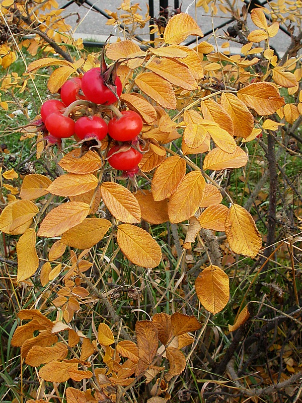 Image of Rosa rugosa specimen.