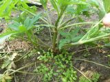 Geranium sibiricum. Часть побега. Республика Бурятия, пос. Таксимо. 25.06.2016.