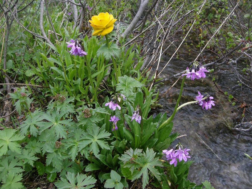 Изображение особи Primula nivalis.