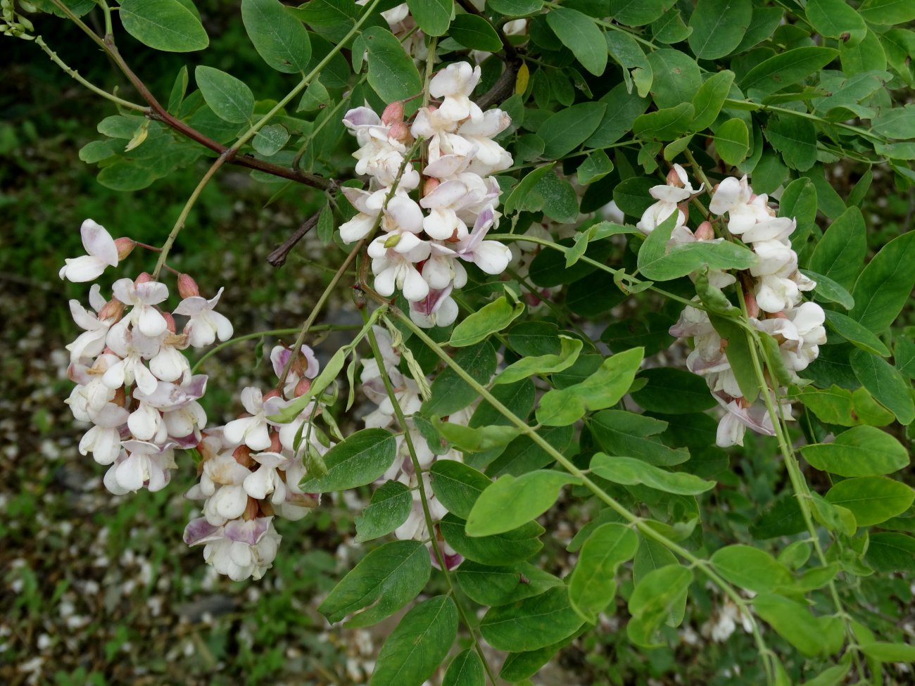 Image of genus Robinia specimen.