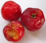 Malpighia glabra