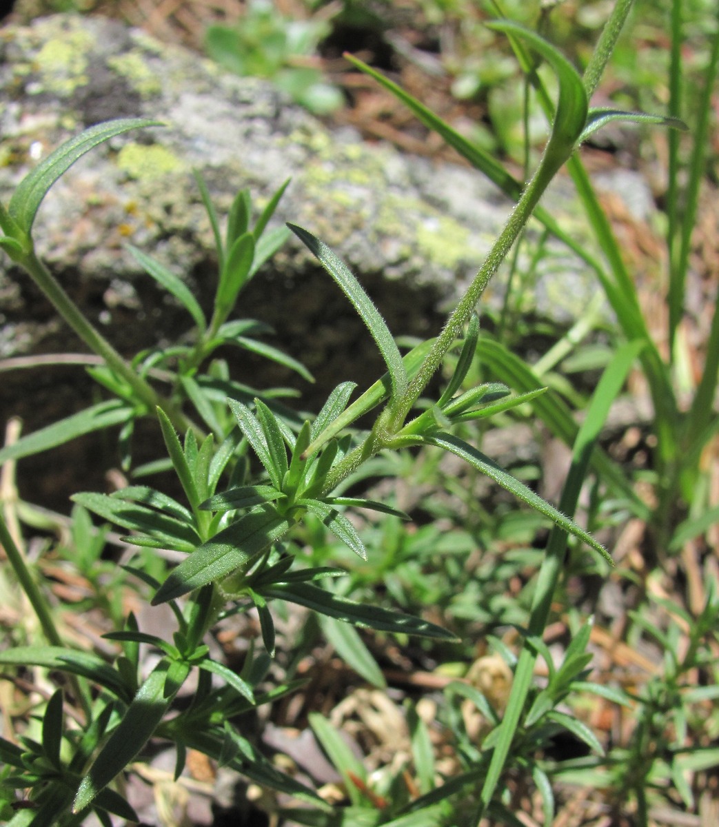 Изображение особи Cerastium arvense.