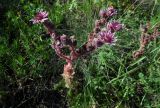 Sempervivum caucasicum