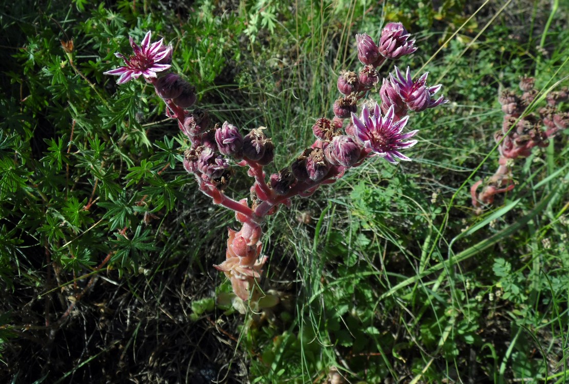 Изображение особи Sempervivum caucasicum.