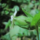 Melandrium latifolium. Цветок (вид сбоку). Краснодарский край, окр. Красной Поляны, лес у р. Бешенка на выс. ок. 1000 м н.у.м. 01.08.2016.