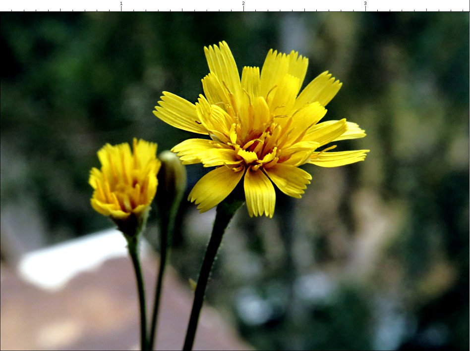 Image of Scorzoneroides autumnalis specimen.