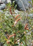 genus Salix