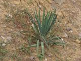 Yucca flaccida