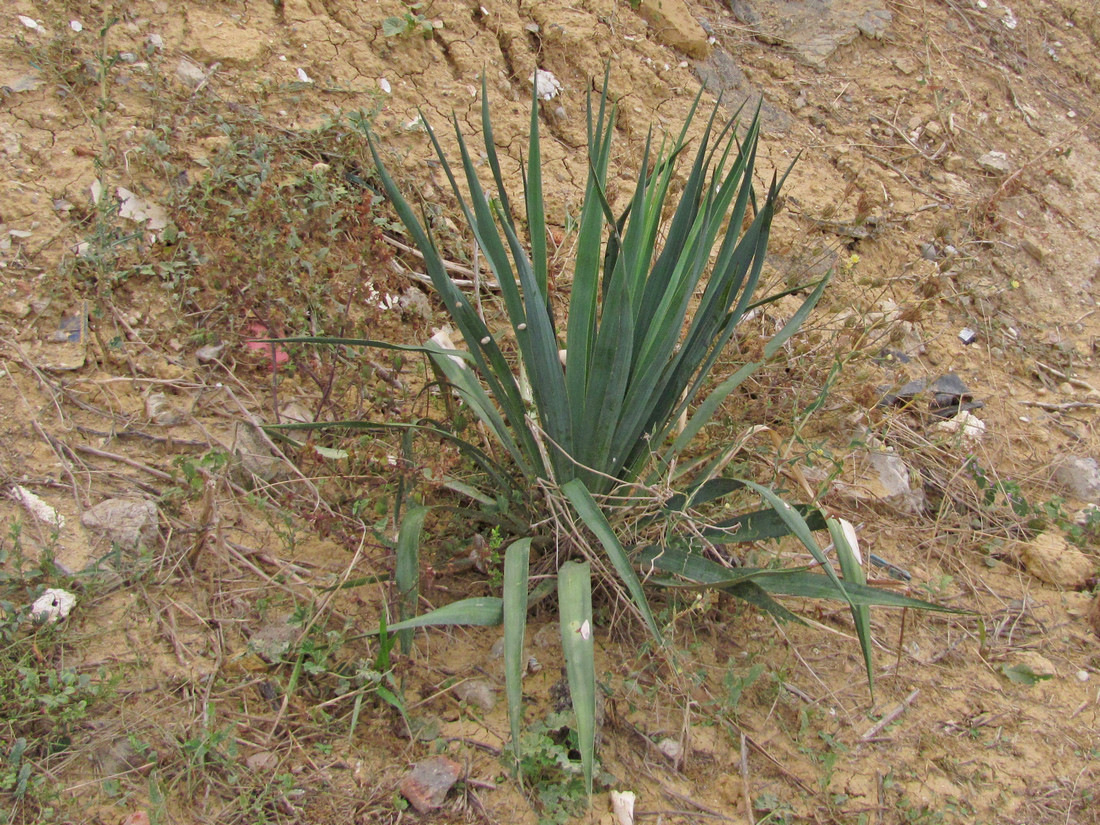 Изображение особи Yucca flaccida.