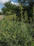 Atriplex tatarica