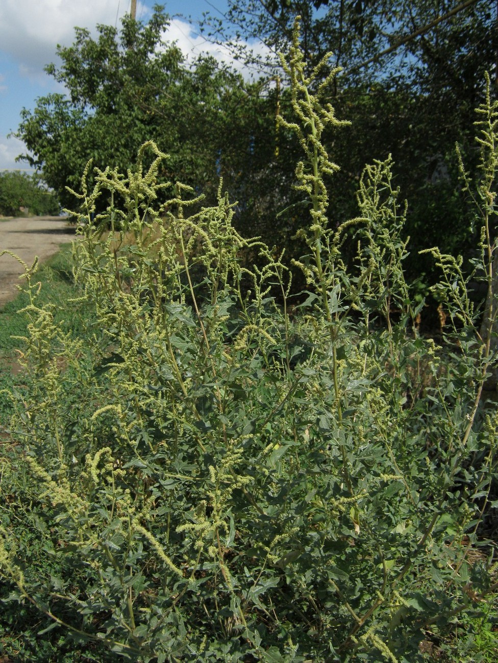 Изображение особи Atriplex tatarica.