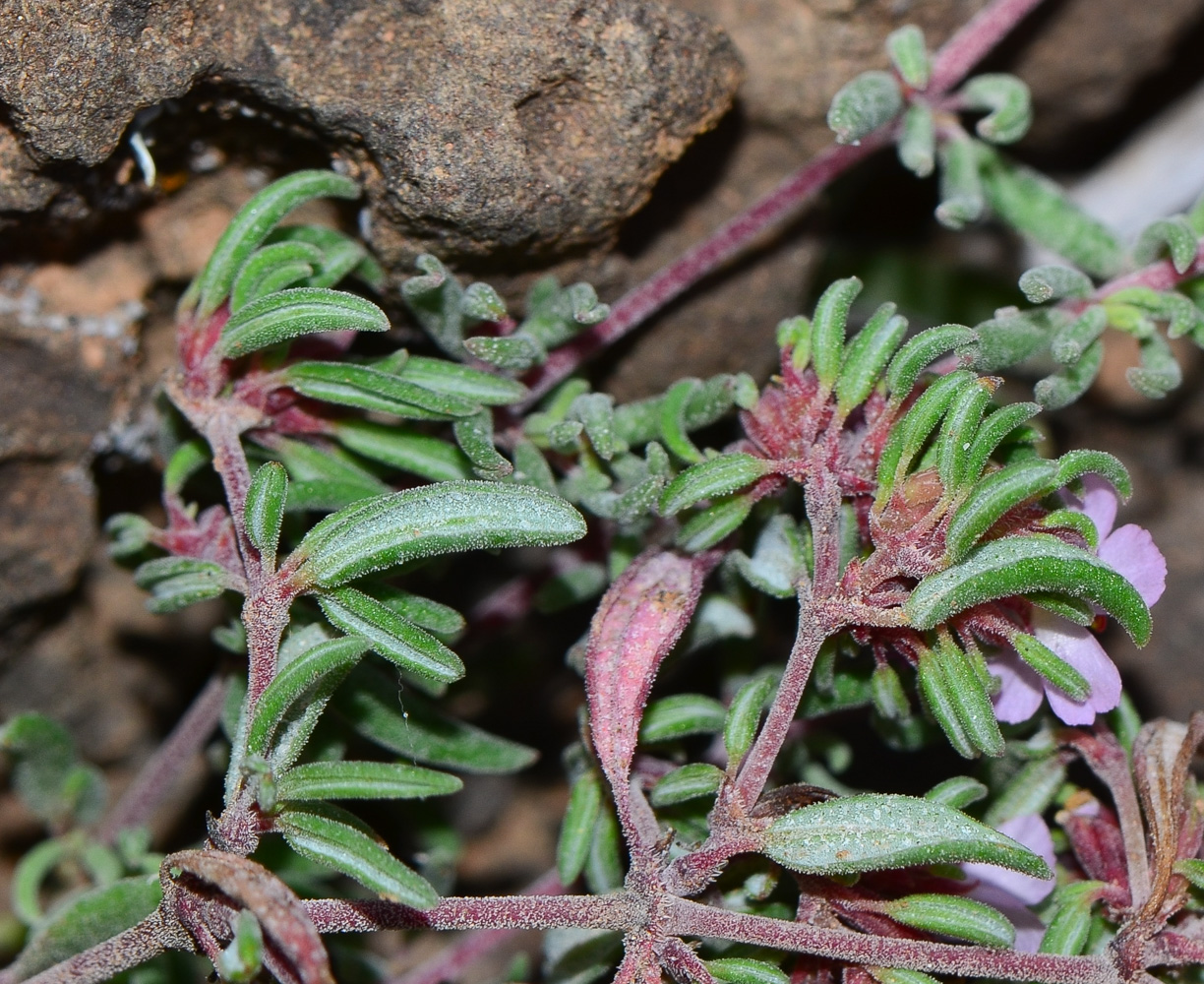 Image of genus Frankenia specimen.