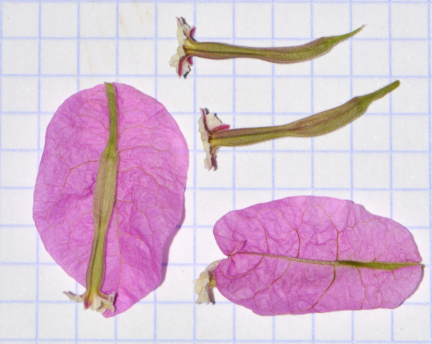 Image of genus Bougainvillea specimen.