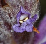 Orobanche coerulescens. Цветок. Приморский край, окр. г. Находка, гора Американка, известняковый каменистый склон. 19.06.2016.