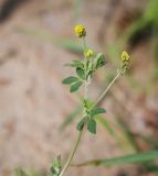 Image of taxon representative. Author is Игорь Павлов