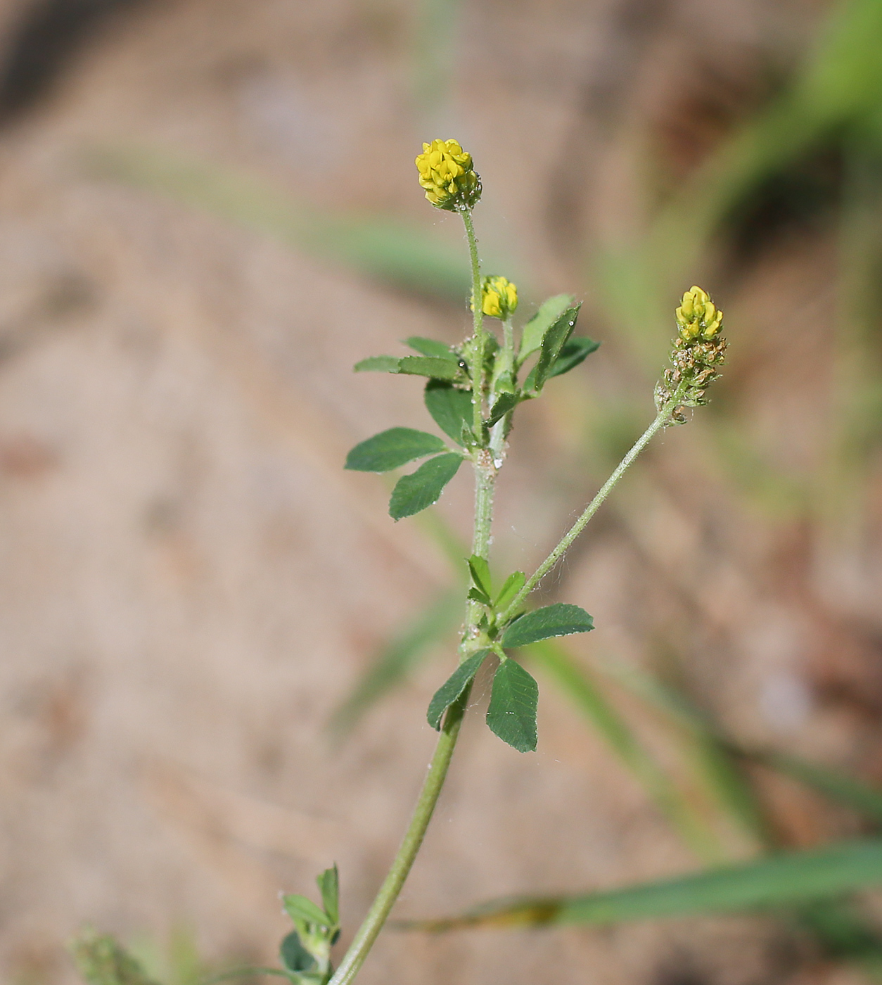 Image of Medicago lupulina specimen.